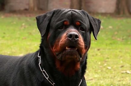 descriere rasa Rottweiler, caracteristicile rasei, cu fotografii și video