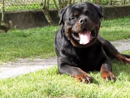 descriere rasa Rottweiler, caracteristicile rasei, cu fotografii și video