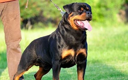 descriere rasa Rottweiler, caracteristicile rasei, cu fotografii și video