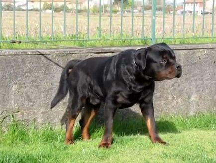 descriere rasa Rottweiler, caracteristicile rasei, cu fotografii și video