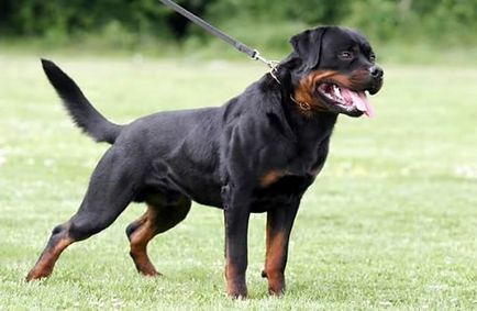 descriere rasa Rottweiler, caracteristicile rasei, cu fotografii și video