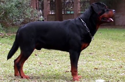 descriere rasa Rottweiler, caracteristicile rasei, cu fotografii și video