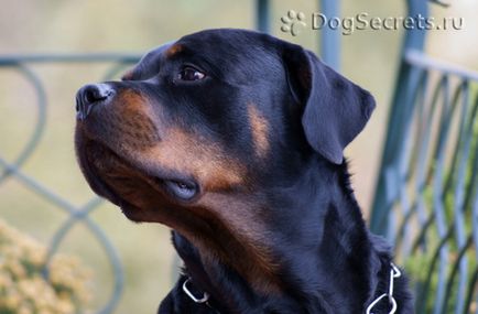 Rottweiler descriere rasa, caini, poze cu natura, pret