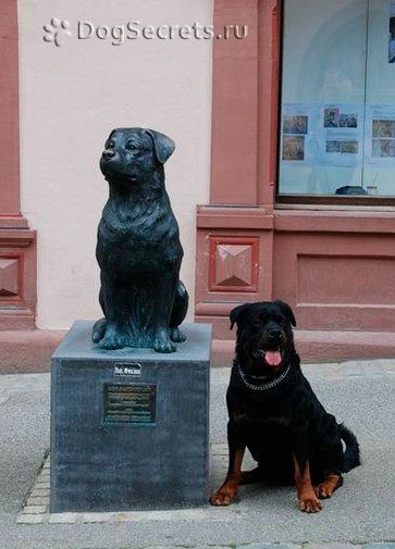 Rottweiler descriere rasa, caini, poze cu natura, pret