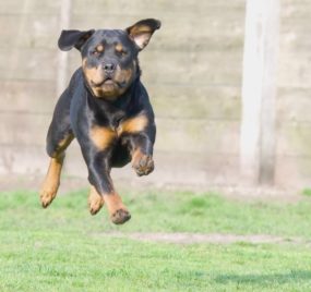 Rottweiler descriere rasa, caini, poze cu natura, pret