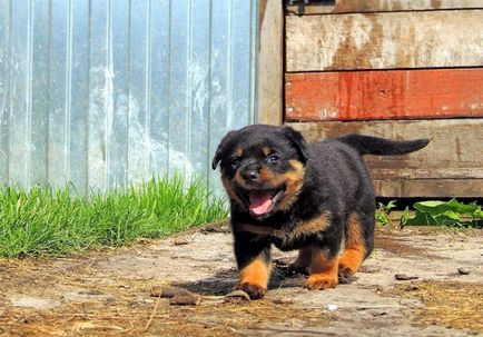 Rottweiler, gardianul familiei