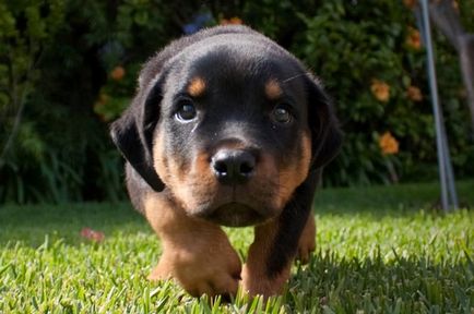 Rottweiler, gardianul familiei