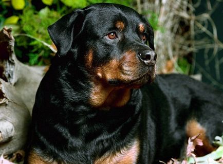 Rottweiler, gardianul familiei