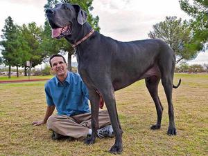 Cel mai cunoscut caine de talie mare nume rasa, o fotografie, principalele caracteristici ale câini de talie mare