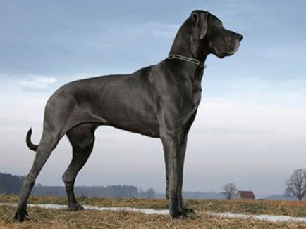 Cel mai cunoscut caine de talie mare nume rasa, o fotografie, principalele caracteristici ale câini de talie mare