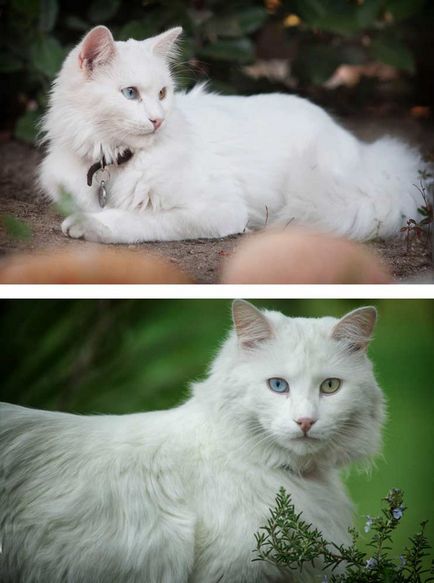 Cel mai frumos pisica din lume, cu fotografii