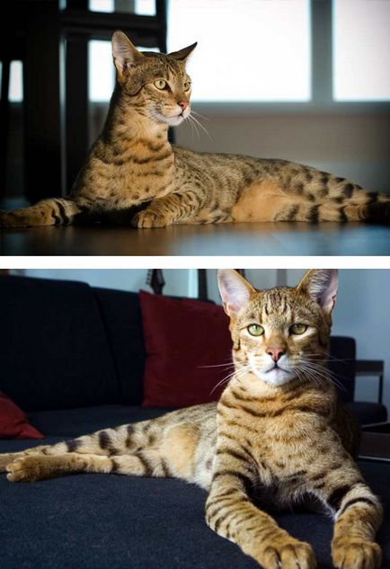 Cel mai frumos pisica din lume, cu fotografii
