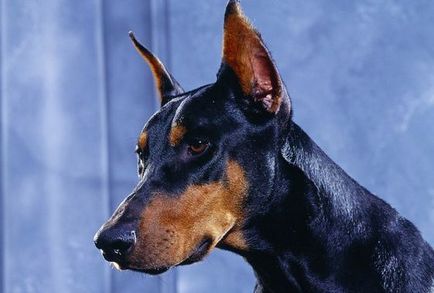 Cele mai rele rase de câini din lume, fapte interesante
