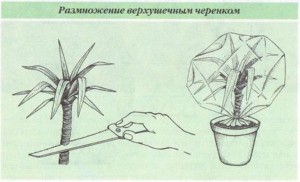 Secretele de Yucca de îngrijire la domiciliu