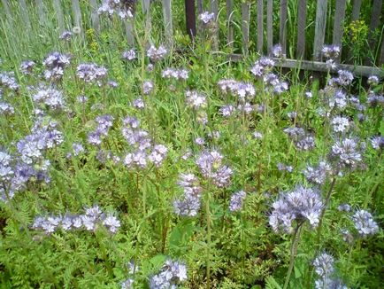 Întelegatoare convietuire Phacelia cum să planteze și când să planteze