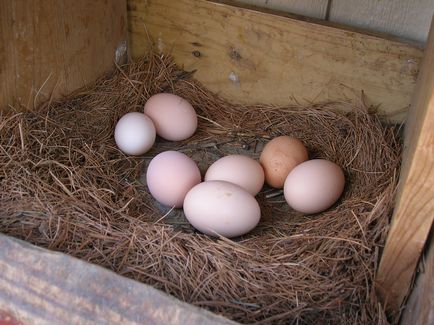 Câte ouă de găină găină ouătoare poartă o lună - pentru detalii!