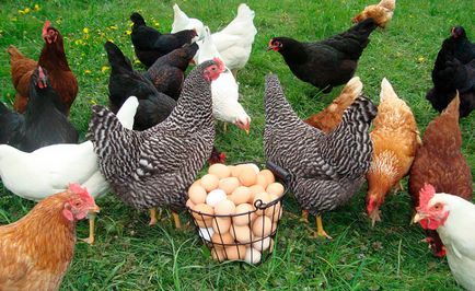 Câte ouă de găină găină ouătoare are o lună, zi și an în casă și cum să crească
