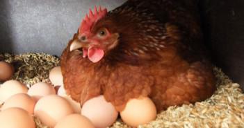 Câte ouă de găină poartă zi, o săptămână, o lună, an