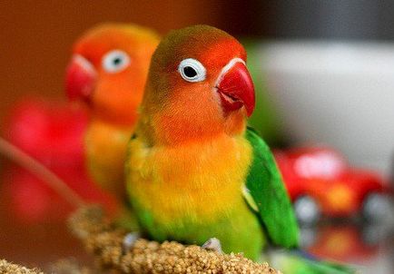 Câți porumbei locuiesc acasă, cum să învețe un papagal pentru a vorbi