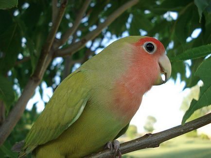 Câți porumbei locuiesc acasă, cum să învețe un papagal pentru a vorbi
