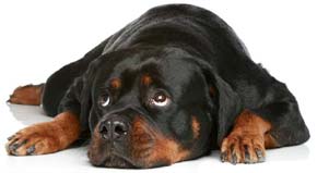 Rottweiler câine rasa în natură, îngrijirea și formarea Rottweiler