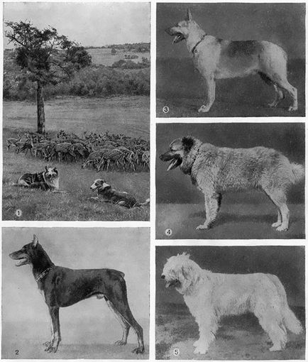 Enciclopedia pentru copii (prima ediție) - Câini