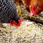Conținutul sfatului pui și găini de îngrijire la domiciliu pentru agricultori