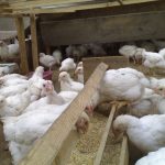 Conținutul sfatului pui și găini de îngrijire la domiciliu pentru agricultori