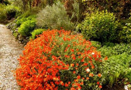 plantare de floarea-soarelui și de îngrijire de plante