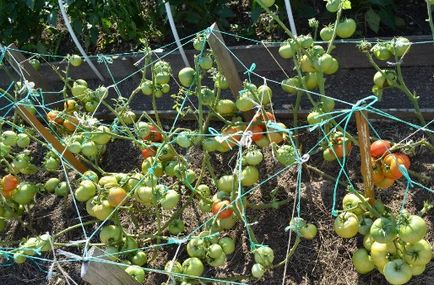 Soiuri de tomate cu fotografii și descriere - cele mai bune soiuri, cum ar fi gradina randament dvs.