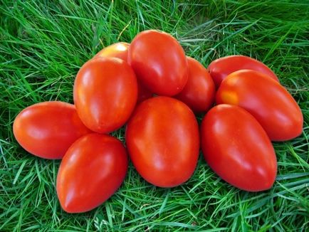 Soiuri de tomate cu fotografii și descriere - cele mai bune soiuri, cum ar fi gradina randament dvs.
