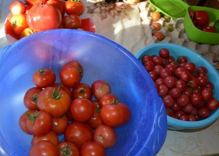 Soiuri de tomate cu fotografii și descriere - cele mai bune soiuri, cum ar fi gradina randament dvs.