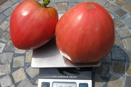 Numele Grad gradina de tomate cresc!