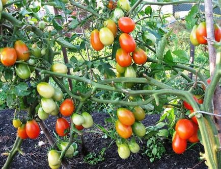 Numele Grad gradina de tomate cresc!