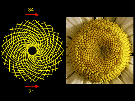 Fibonacci spirală