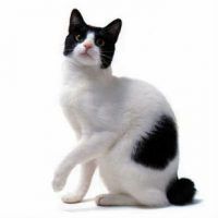 Listă de nume amuzant și frumoase pentru băieți pisici britanice și Scoțiană
