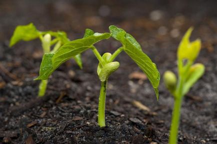 fasole verde - cum să planteze fasole verde - cultivarea și îngrijirea