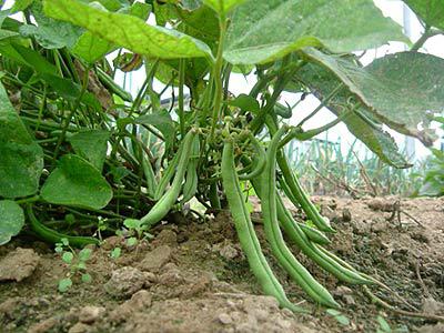 fasole verde - cum să planteze fasole verde - cultivarea și îngrijirea