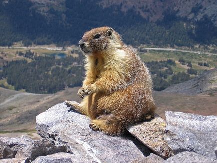 Marmote - cele mai mari traverse din lumea animala