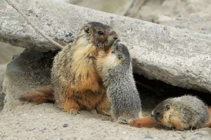 Marmote - cele mai mari traverse din lumea animala