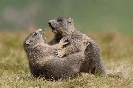 Marmote - cele mai mari traverse din lumea animala