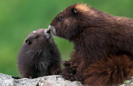 Marmote - cele mai mari traverse din lumea animala