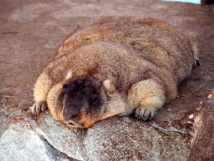 Marmote - cele mai mari traverse din lumea animala