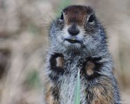 Groundhogs, marmotă, tipuri de mediu marmota habitat, hibernare, lungimea corpului, greutate, greutate, stil de viață