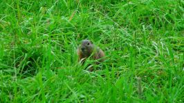 Groundhogs, marmotă, tipuri de mediu marmota habitat, hibernare, lungimea corpului, greutate, greutate, stil de viață