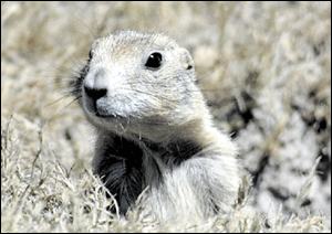 Groundhogs, marmotă, tipuri de mediu marmota habitat, hibernare, lungimea corpului, greutate, greutate, stil de viață