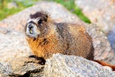 Groundhogs, marmotă, tipuri de mediu marmota habitat, hibernare, lungimea corpului, greutate, greutate, stil de viață