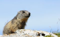 Groundhogs, marmotă, tipuri de mediu marmota habitat, hibernare, lungimea corpului, greutate, greutate, stil de viață