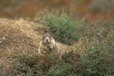 Groundhogs, marmotă, tipuri de mediu marmota habitat, hibernare, lungimea corpului, greutate, greutate, stil de viață