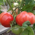 Tomate țăran - descrierea soiurilor de tomate